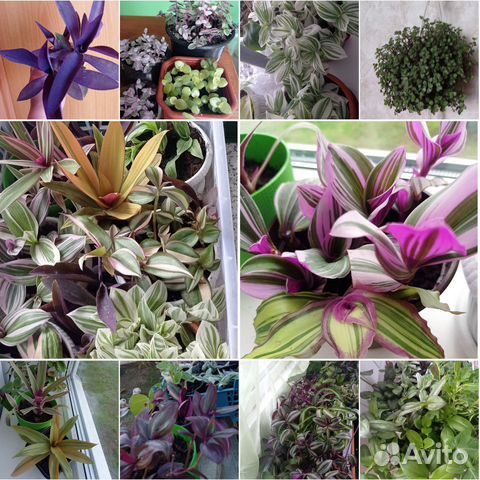 Традесканция 50 сортов