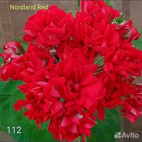 Пеларгония герань, корейские сорта