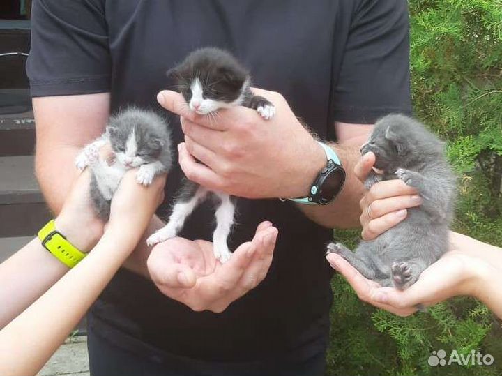 Котята в добрые руки