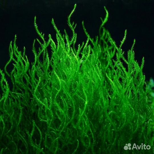 Мох пламя (Taxiphyllum sp., англ. Flame Moss)