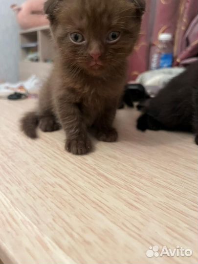Британские котята