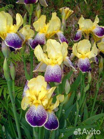 Многолетние садовые растения