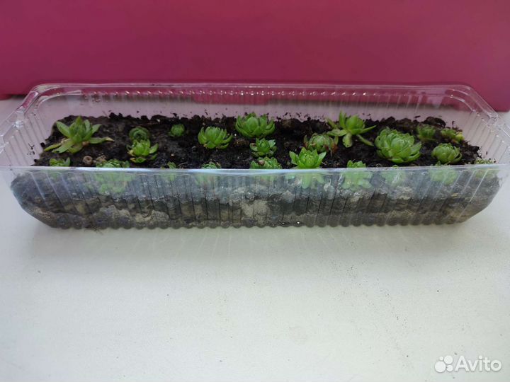 Каменная роза