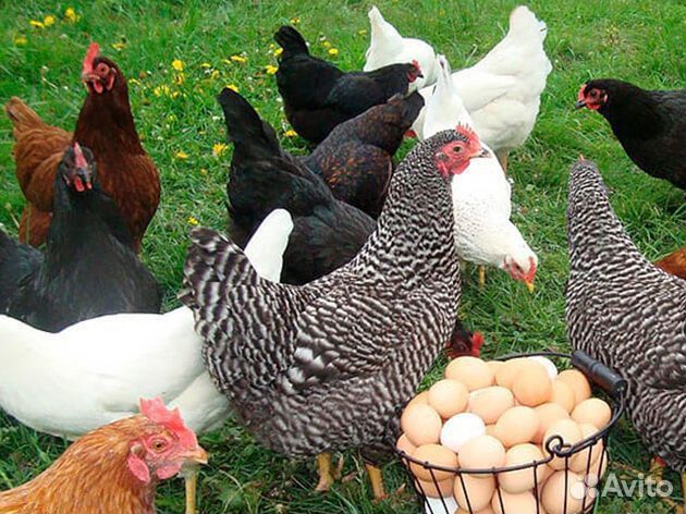 Куры молодки несушки домашние