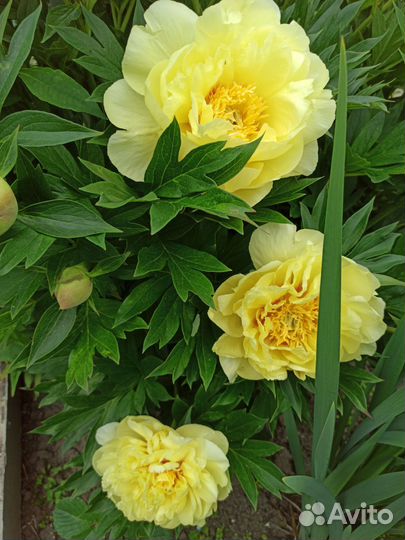 Пионы саженцы корни