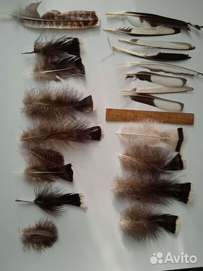 Перья разных птиц