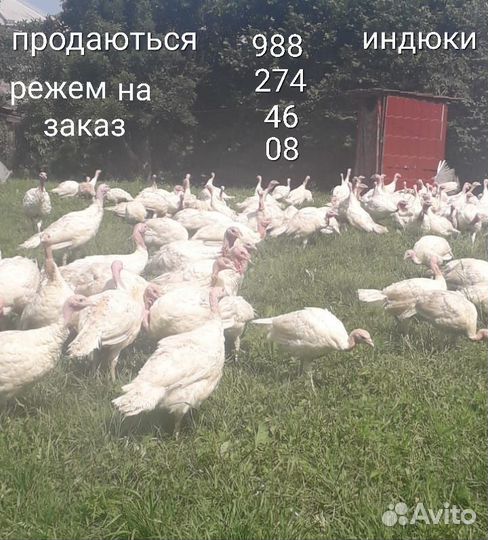 Идейка 