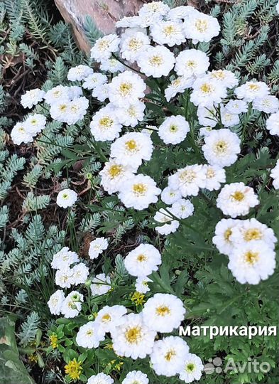 Многолетники садовые