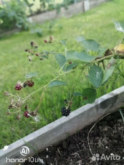 Саженцы ежевики