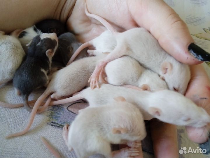 Крысята декоративные