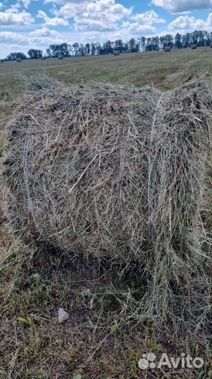 Сено люцерны в рулонах