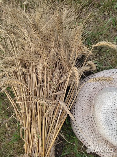 Букет из пшеницы(сухоцвет), лаванда+пшеница