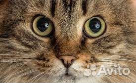 Стрижка/вычес/экспресс линька кошек с выездом