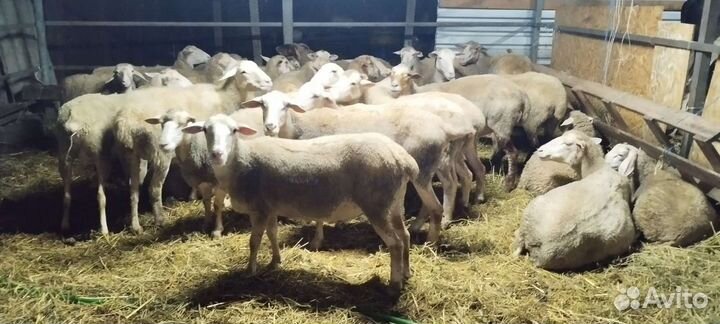 Овцы и козы