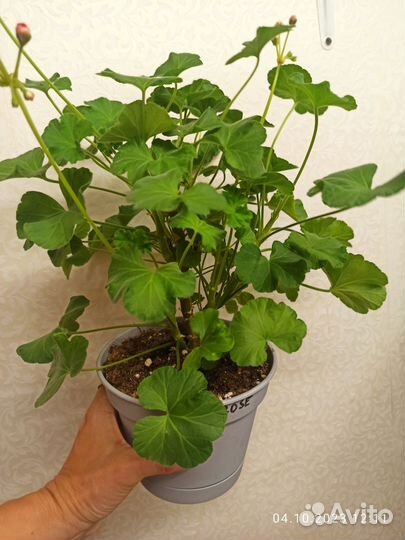 Пеларгония герань