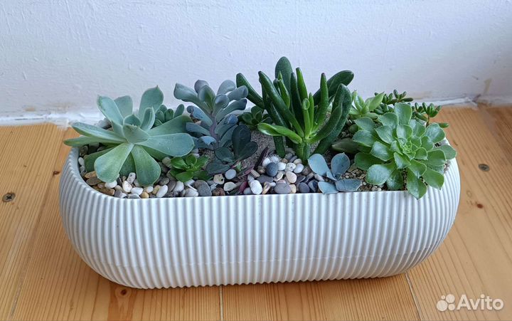 Суккуленты в кашпо
