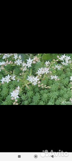 Очиток седум испанский