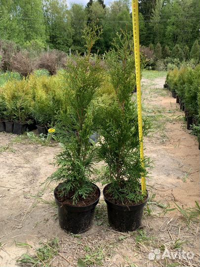 Туя Смарагд 50см