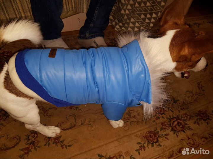 Одежда для собак
