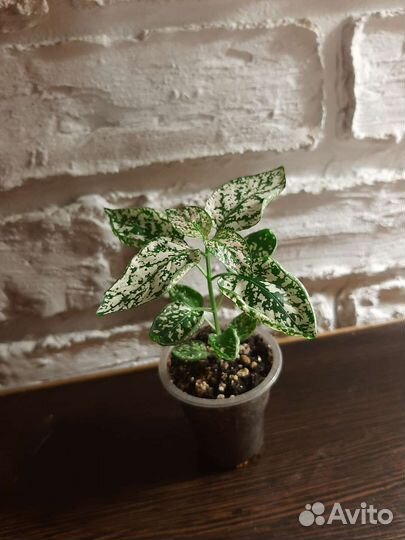 Гипоэстес Белый мрамор