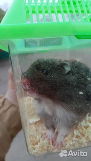 Хомяк с клеткой