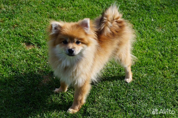 Рыжая красотка- 5 месяцев