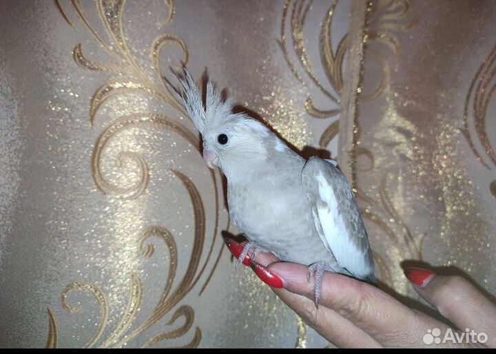 Попугай Корелла ручной домашнего разведения