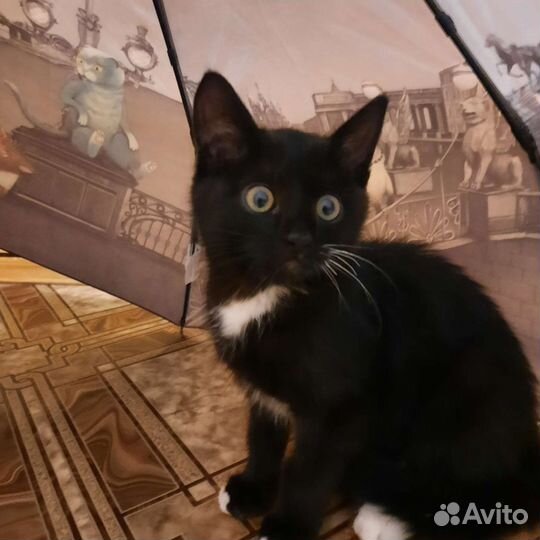 Маленькая кошка ищет себе домик