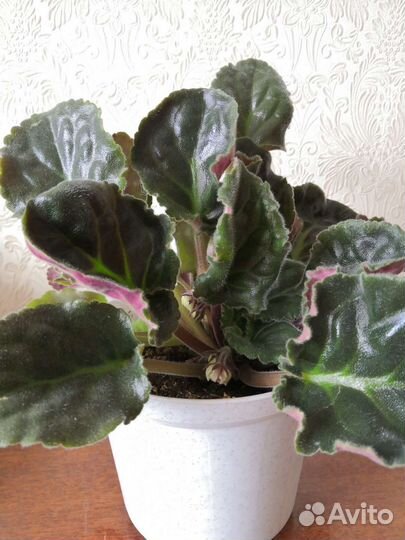 Фиалка розовая