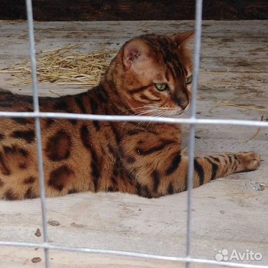 Бенгальские котята