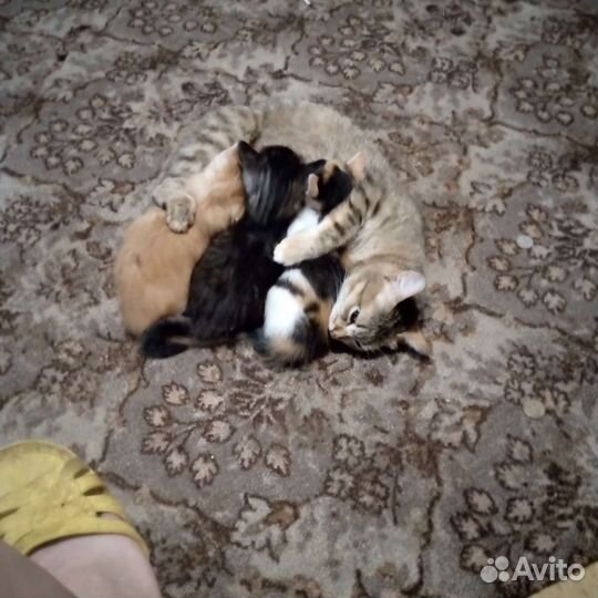 Кошка в дар бесплатно