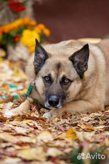 Собака Рози