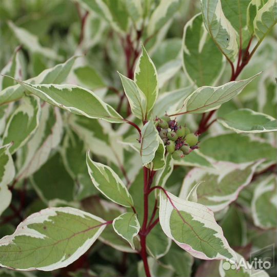 Дерен белый