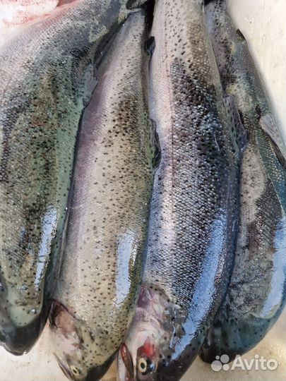 Форель охлажденная свежая