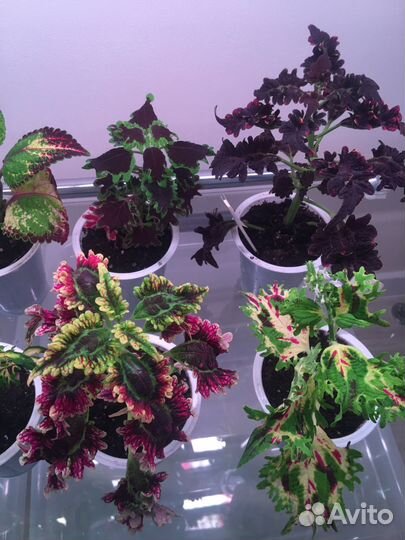 Колеусы (укорененные черенки)