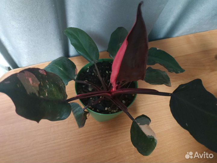 Филодендрон розовая принцесса