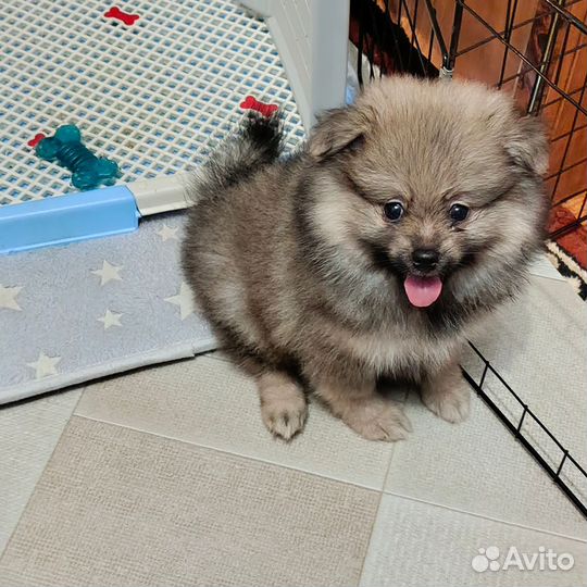 Шпиц