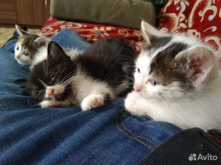 Кошка в дар бесплатно