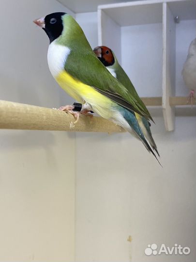 Амадины гульда