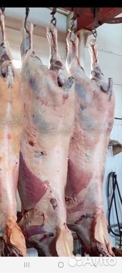 Лошади двухлетки с откорма обменяю на крс