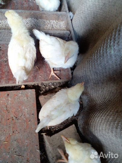 Цыплята мясо яичной породы