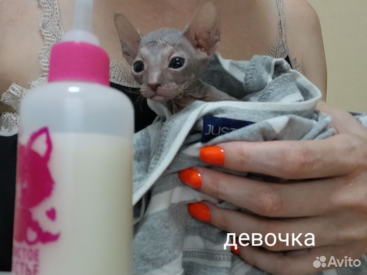 Канадский сфинкс Продам