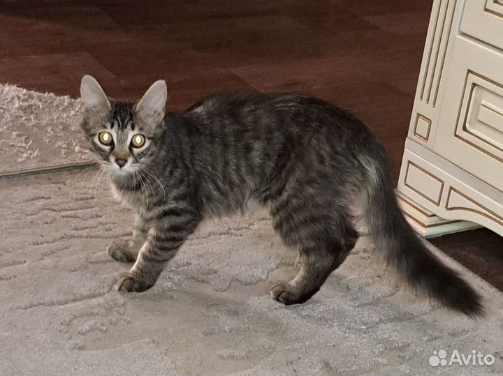 Котик