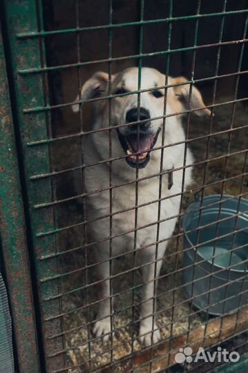 Добрая Дея в добрые руки