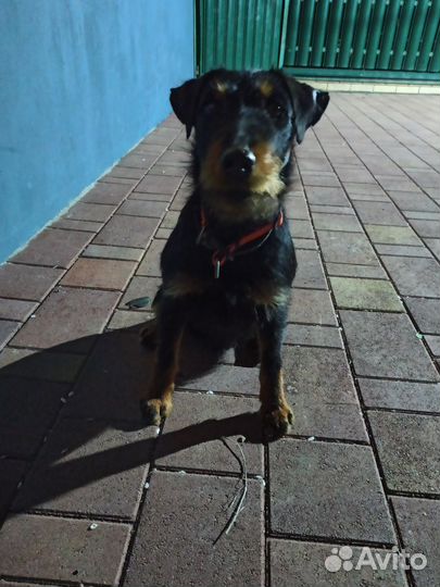 Вязка ягдтерьера