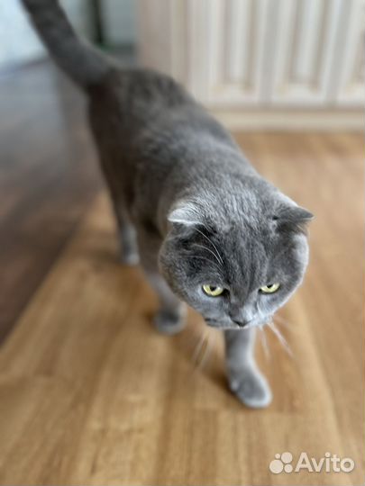 Британский кот