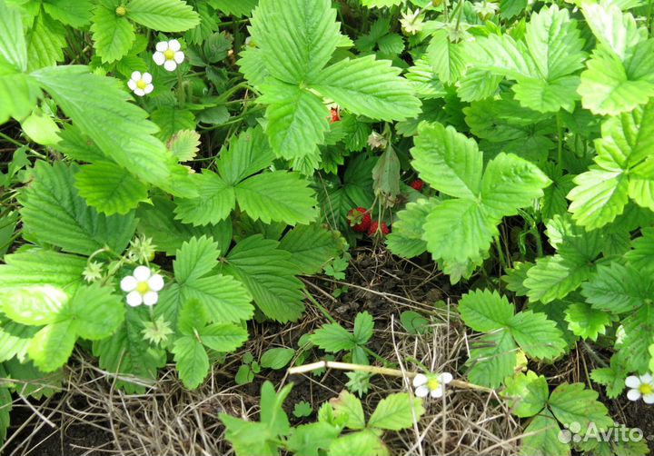 Продам саженцы земляники ремонтантной