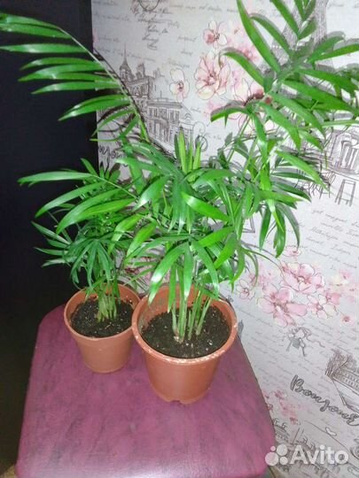 Хамедорея элеганс