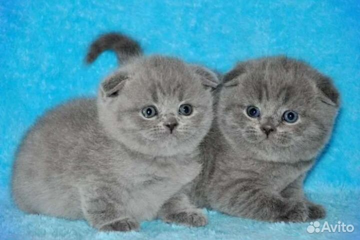 Шикарные плюшевые медвежатки