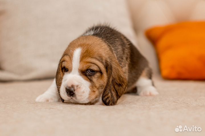 Щенки бигль из питомника